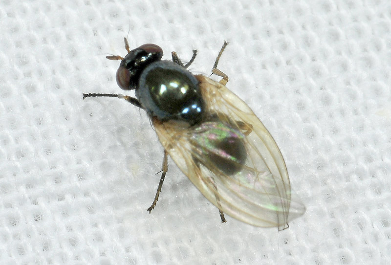 Dittero dalle strane ali: Calliopum sp. (Lauxaniidae)